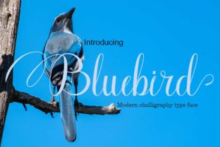 Bluebird Script Font for Campaign Headlines & Brand Moments
